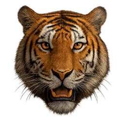 Tigers