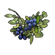 blue berries